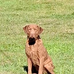 Drift - Chesapeake Bay Retriever