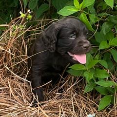 Boykin Spaniel Puppies from Dixie Darlin Boykins