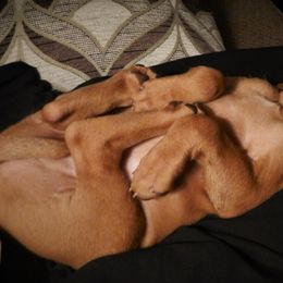 Vizsla Puppies from Mill Pond Farm Vizslas