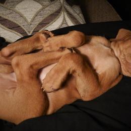 Vizsla Puppies from Mill Pond Farm Vizslas