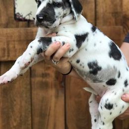 Great Dane Puppies from Country Danes