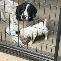 Remi - Badger female Colorado Mountain Dog puppy in Colorado Springs, Colorado from Sharp Guardians and Goldens