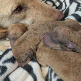 C - Sedge male Chesapeake Bay Retriever puppy in Soap Lake, Washington from Desert Oasis Kennels