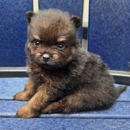 Remi - Orange sable female Pomeranian puppy in New Lenox, Illinois from Illinois Poms