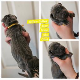 Yellow - Blue male Great Dane puppy in Doylestown, Ohio from Dana's Danes