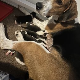 American Foxhound puppies from Cedarwood Kennels