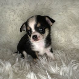 Girl 3 - Black and tan female Chihuahua puppy in Fargo, North Dakota from Wild Prairie Chihuahuas