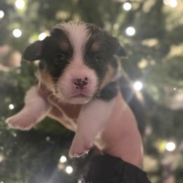 Boy 4 - Sable male Pembroke Welsh Corgi puppy in Sacramento, California from 777 Corgis