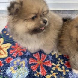 Pomeranian Puppies from Tinkerpoms