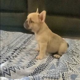 Winston - Fawn and white male French Bulldog puppy in Stockton, Missouri from Willis Family Frenchies