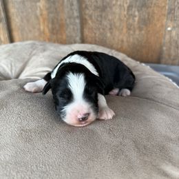 Vanderbilt - Black tri-color male Aussiedoodle puppy in Eastland, Texas from H5 Mini Doodles