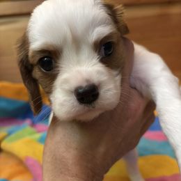 Boy 1 - Blenheim male Cavalier King Charles Spaniel puppy in Jacksonville, Florida from Lori Van Doorn's Cavalier King Charles Spaniel