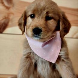 Golden Retriever Puppies from Country Girl Golden Retrievers