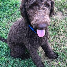 Poodles from Homegrown Standards