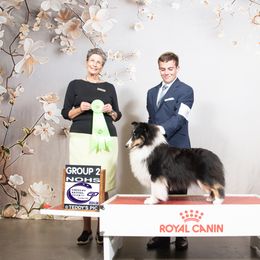 Shetland Sheepdog All Grown Up from Enlia Shelties