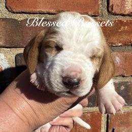 Mongo - Red and white male Basset Hound puppy in Bellaire, Ohio from Blessed Bassets