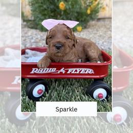 Sparkle - Red  female Goldendoodle puppy in Las Vegas, Nevada from Bridges Goldendoodles