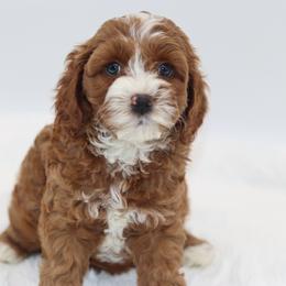 Cavapoo Puppies from Bailey & Bella Cavapoos