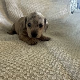 Dachshund Puppies from King Funny Farm