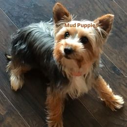 Scarlett - Yorkshire Terrier