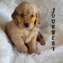 Golden Retriever Puppies from PDA Goldens