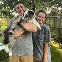 Miniature Australian Shepherd Puppies from Circle D Miniature Australian Shepherds