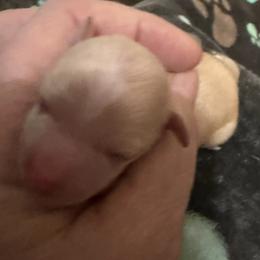 Targaryen - Fawn male Chihuahua puppy in Seneca, Missouri from Stephanie’s Puppy Colony