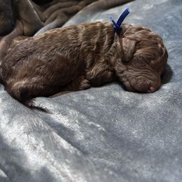 Ron - Brown male Poodle puppy in Batesville, Indiana from KG Poodle Haus