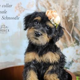 Yellow collar - Black and tan female Schnoodle puppy in Plattsburgh, New York from Adirondack Poodles Goldendoodles,Bernedoodles & Schnoodles