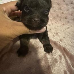 Loki - Chocolate and tan male Yorkshire Terrier puppy in Clarksville, Arkansas from K's Luxurious Yorkies