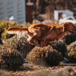 Cavalier King Charles Spaniel and Golden Retriever All Grown Up from Emerald Grove Puppies