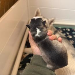 Boy 2 - Wolf sable male Pomsky puppy in Greenfield, Minnesota from SRF Pomskies