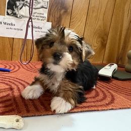 Boy 4 - Parti male Yorkshire Terrier puppy in Bear Creek, North Carolina from Yorkie Time