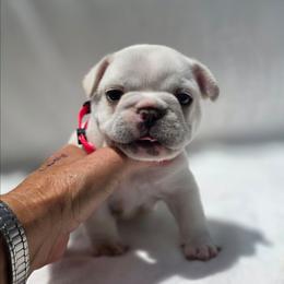 Red boy - Cream male French Bulldog puppy in Polk City, Florida from Best Friend Frenchies, LLC