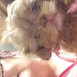 Shih Tzu Puppies from Sapphire Shih-Tzu's of Ohio