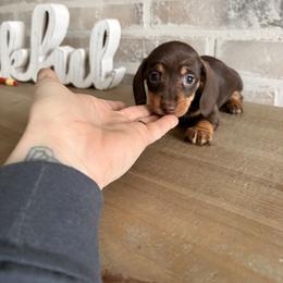Boy 3 (CKC Registered) - Chocolate and tan male Dachshund puppy in Nacogdoches, Texas from S7 Dachsunds