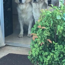 Golden Retriever All Grown Up from Barafields Golden Retrievers