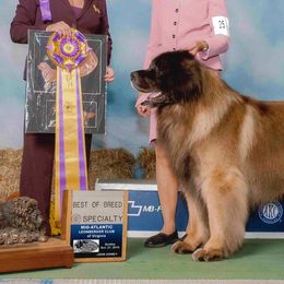 Leonbergers from von Alpensee Leonbergers