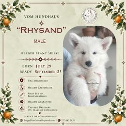 Berger Blanc Suisse and German Shepherd Puppies from Vom Hundhaus Shepherds