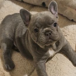 French Bulldog Puppies from BF Frenchie's