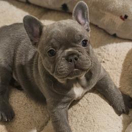 French Bulldog Puppies from BF Frenchie's