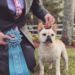 French Bulldogs from Vixbull French Bulldogs