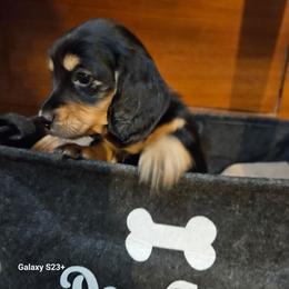 Padme (pink) - Black and cream female Dachshund puppy in Hartford, Michigan from Mac Fam Dachshunds