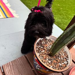 Aussiedoodle and Goldendoodle Puppies from Gray Doodles