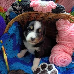 Lark (blue collar) - Black tri-color female Australian Shepherd puppy in Okeechobee, Florida from Rothsolid Aussies