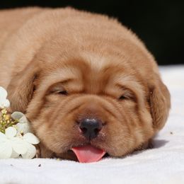 Labrador Retriever Puppies from Briar Hill Labradors PA 12145