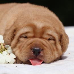 Labrador Retriever Puppies from Briar Hill Labradors PA 12145
