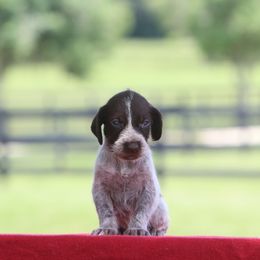 Girl 5 - Liver and white female German Wirehaired Pointer puppy in Reddick, Florida from Afterhours German Wirehaired Pointers and Basset Fauve de Bretagne