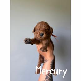 Mercury - Red  female Goldendoodle puppy in Smithfield, Kentucky from KBK9 Kennels