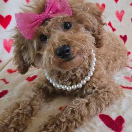 Fancy - Poodle